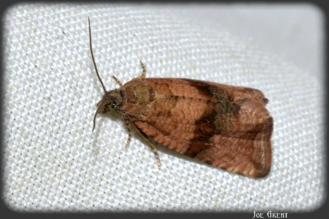 Celypha striana - pitypangfúró tükrösmoly