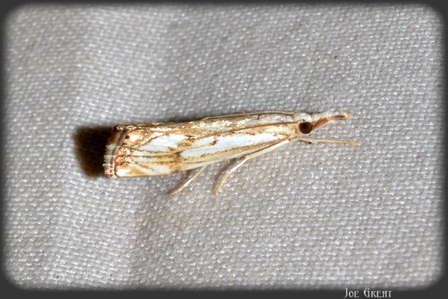 Catoptria falsella - hálós fűgyökérmoly