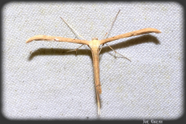Pterophoridae - tollasmolyfélék