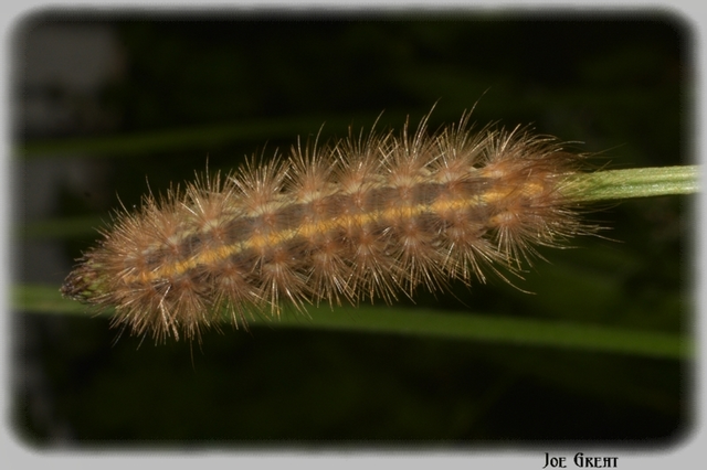 Phragmatobia fuliginosa - füstös medvelepke