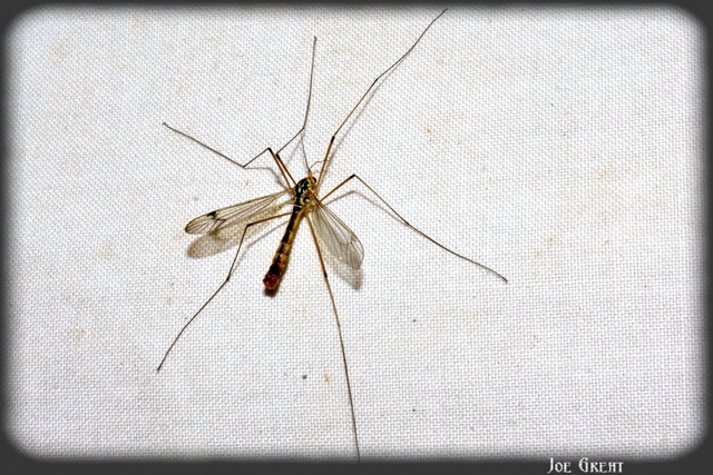 Diptera - Kétszárnyúak