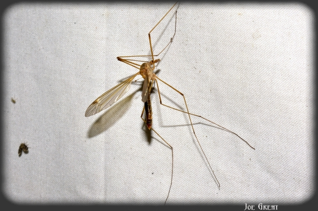 Diptera - Kétszárnyúak