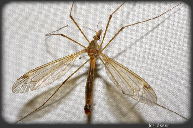 Diptera - Kétszárnyúak