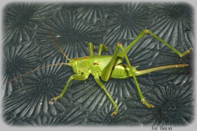Tettigonia viridissima - zöld lombszöcske
