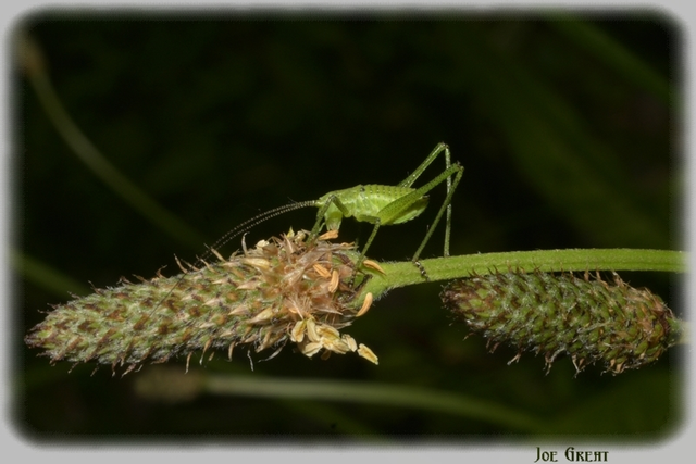 Leptophyes