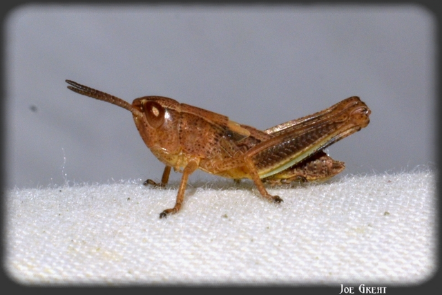 Chorthippus (Chorthippus) (subgenus)