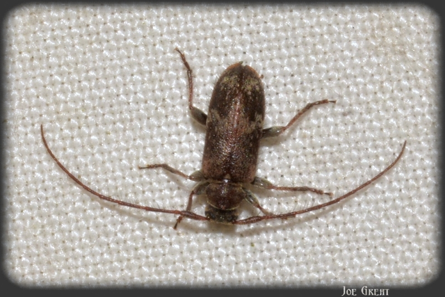 Exocentrus adspersus - tölgyfa-rőzsecincér