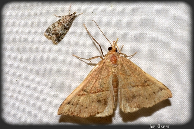 Hypena proboscidalis - ormányos karcsúbagoly