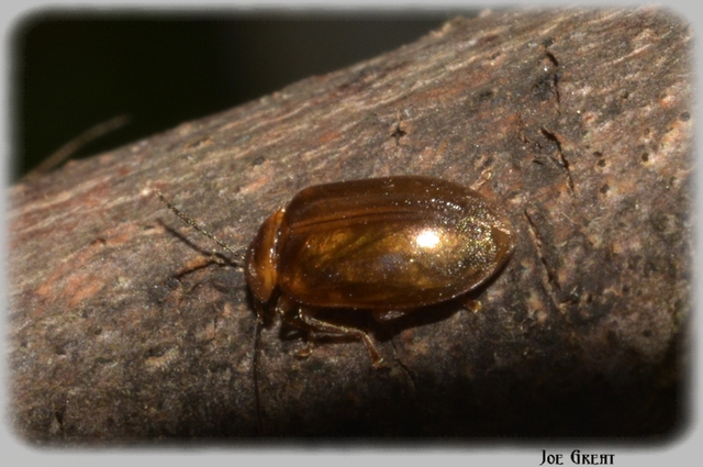 Coleoptera - Bogarak