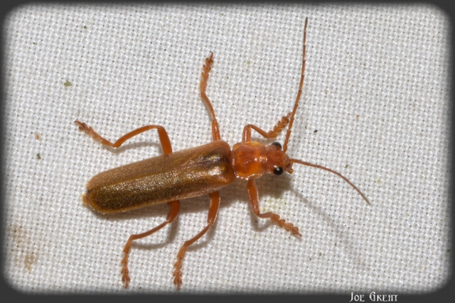 Cantharis rufa - rőt lágybogár