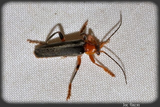 Cantharis livida - mezei lágybogár