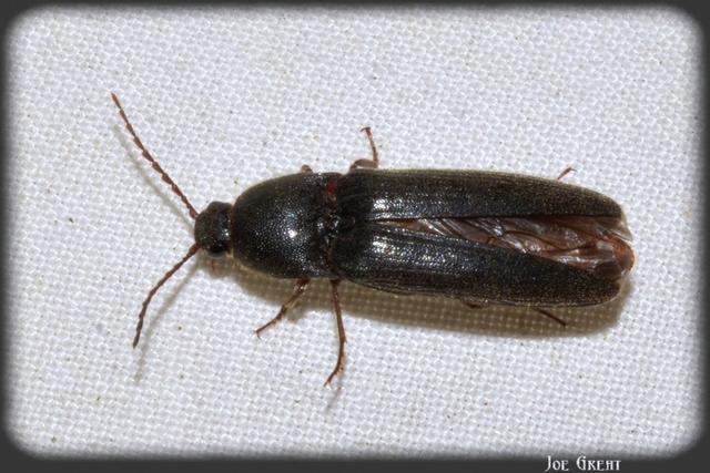Coleoptera - Bogarak
