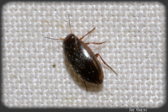 Hydroporus