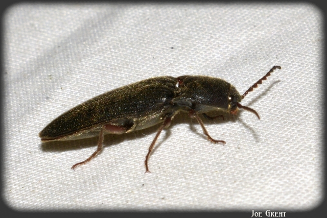 Coleoptera - Bogarak