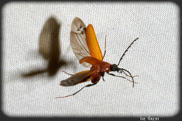 Pseudocistela ceramboides - narancssárga alkonybogár