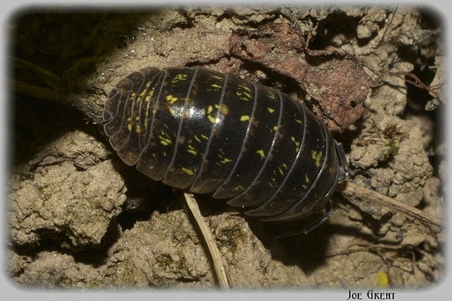 Isopoda - Ászkarákok