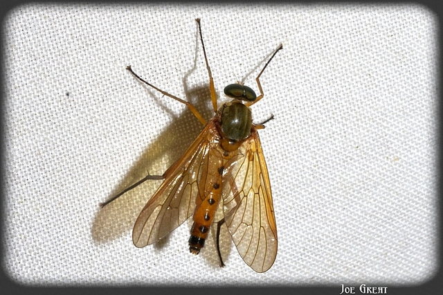 Rhagio