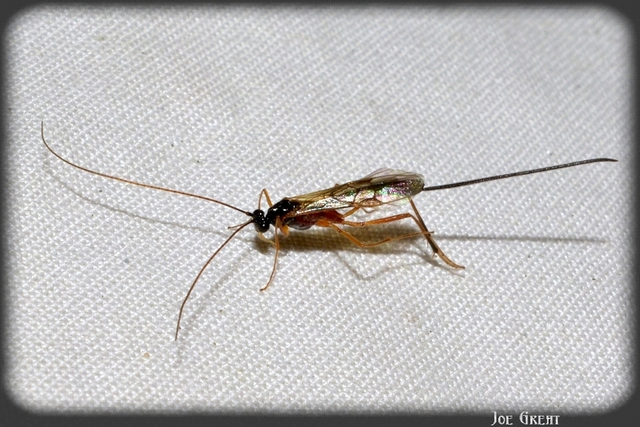 Hymenoptera - Hártyásszárnyúak