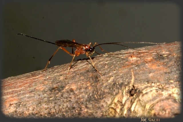 Hymenoptera - Hártyásszárnyúak