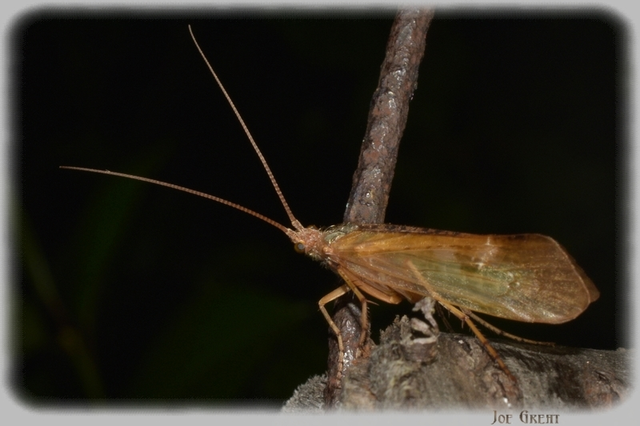 Trichoptera - Tegzesek