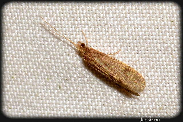 Trichoptera - Tegzesek
