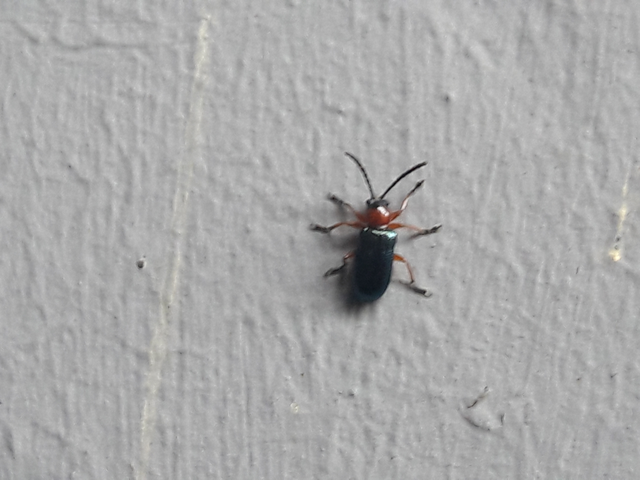 Oulema melanopus/duftschmidi