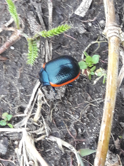 Chrysolina rossia - trapézhátú szegélyeslevelész