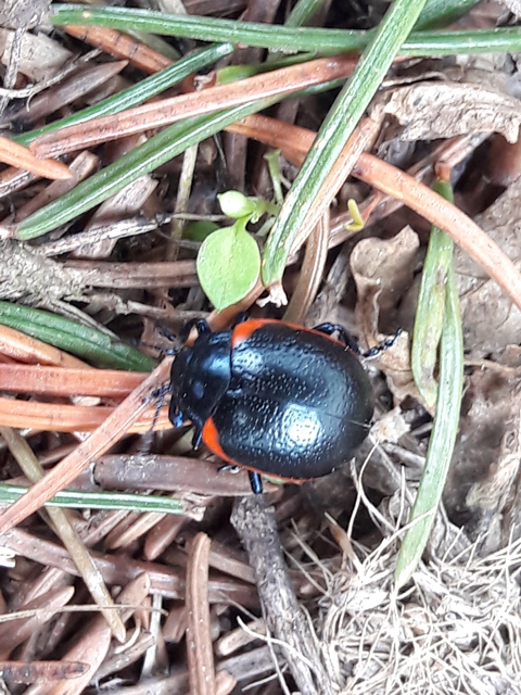Chrysolina rossia - trapézhátú szegélyeslevelész
