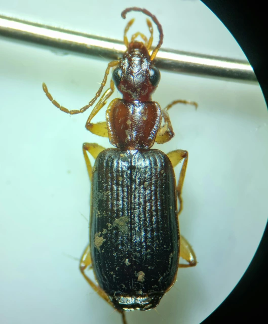Dromius agilis - fürge kéregfutó