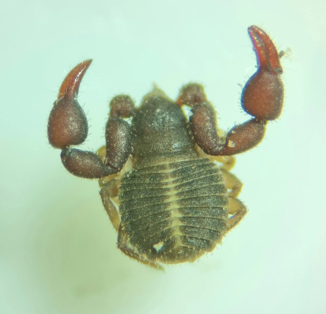 Pseudoscorpionida - Álskorpiók