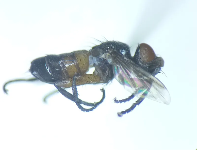 Catharosia flavicornis