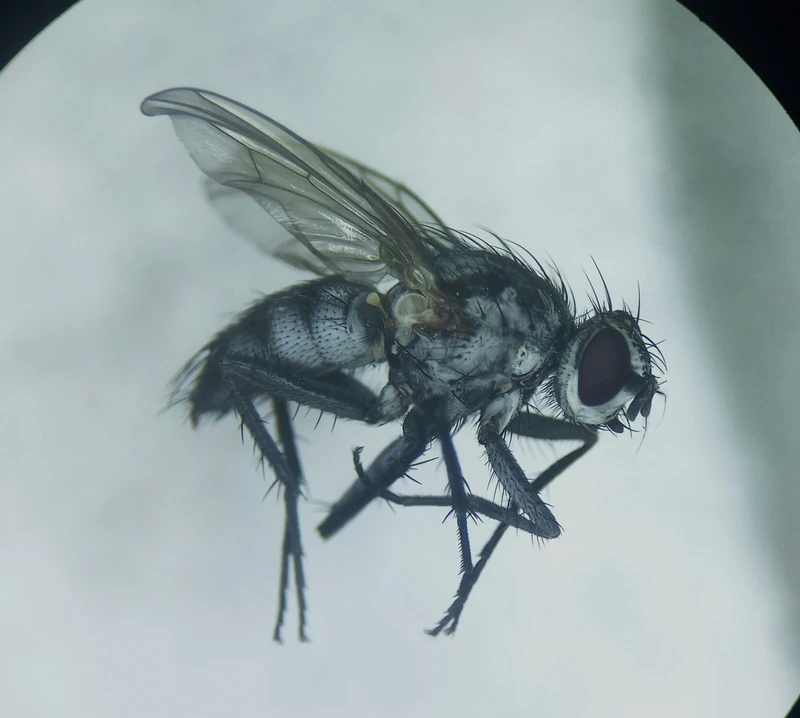 Eustalomyia hilaris