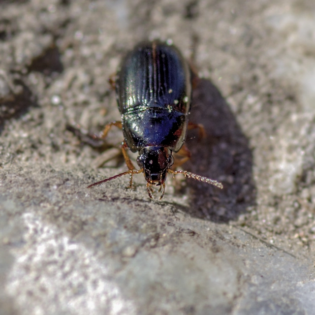 Amara anthobia - réti közfutó Amara anthobia - réti közfutó
