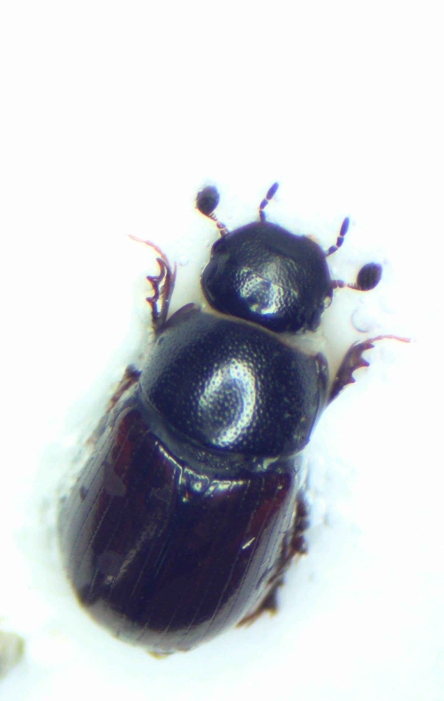 Planolinus fasciatus