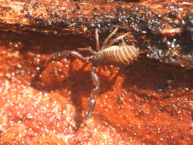 Pseudoscorpionida - Álskorpiók