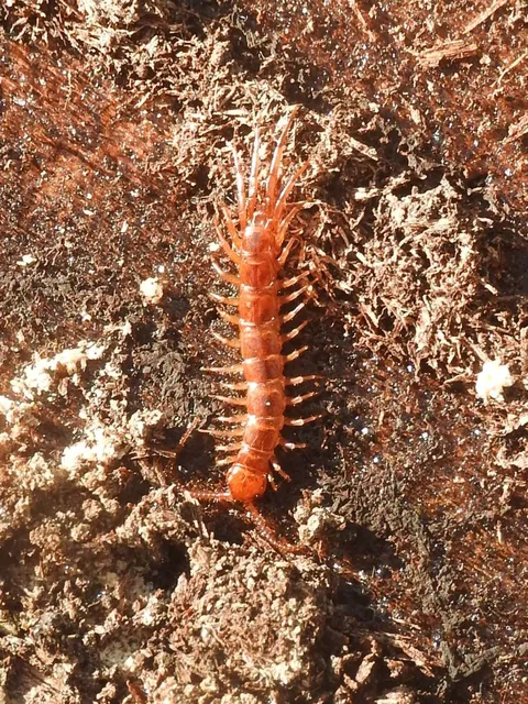 Chilopoda - Százlábúak