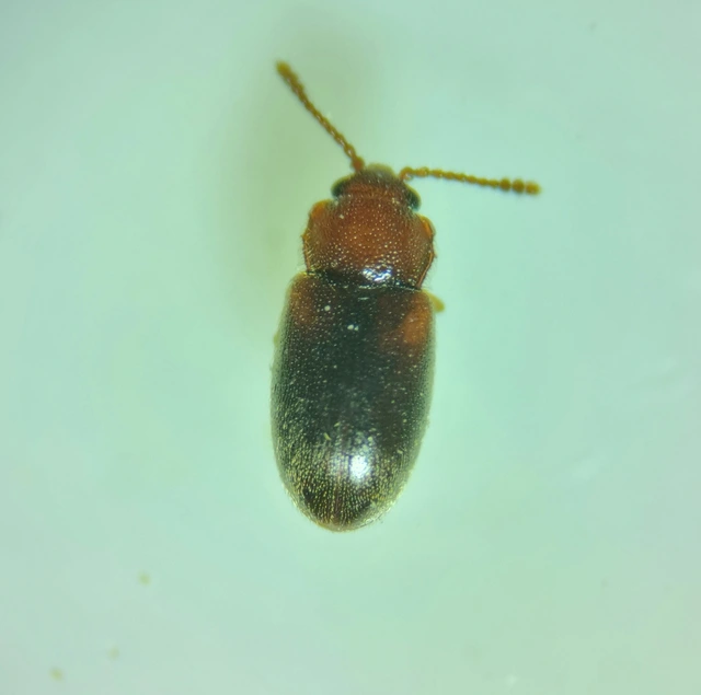 Cryptophagus scanicus - svéd penészbogár