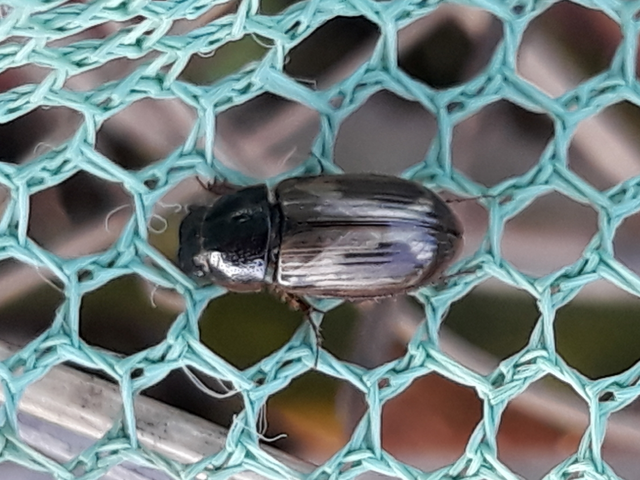 Aphodius prodromus - sárgalábú trágyabogár