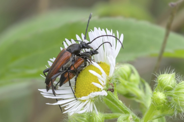 Stenurella melanura - feketevégű karcsúcincér