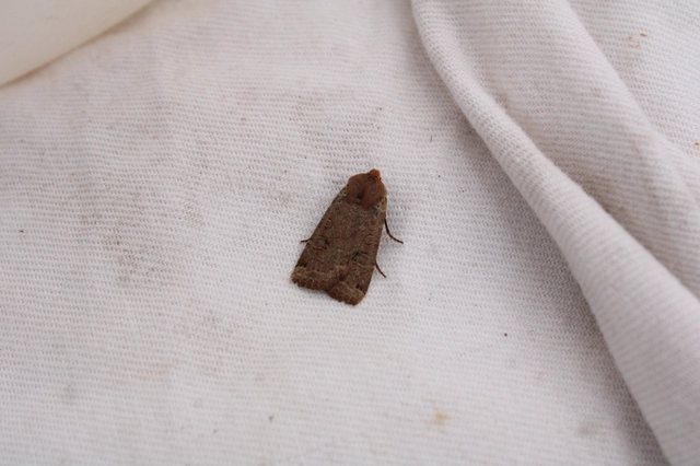 Conistra erythrocephala - vörösfejű őszibagoly