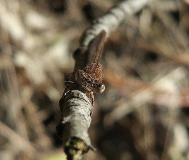 Sympecma fusca - téli rablószitakötő