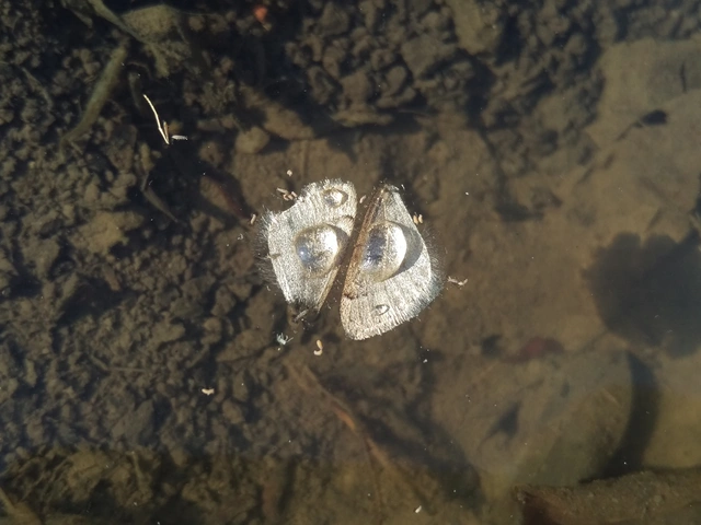 Theria rupicapraria - tavaszi kökényaraszoló