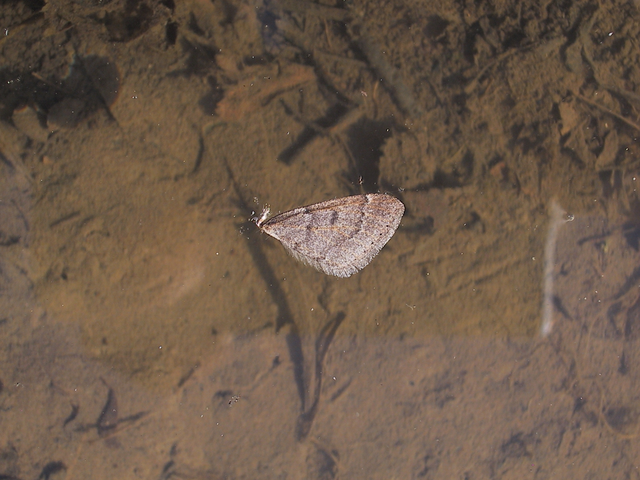 Theria rupicapraria - tavaszi kökényaraszoló