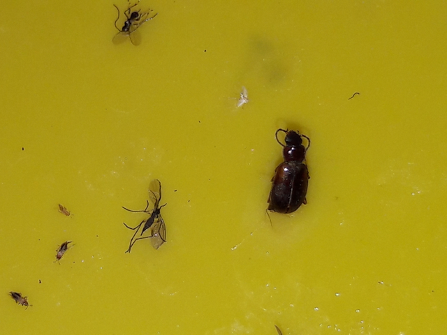 Trechus quadristriatus - közönséges fürgefutonc