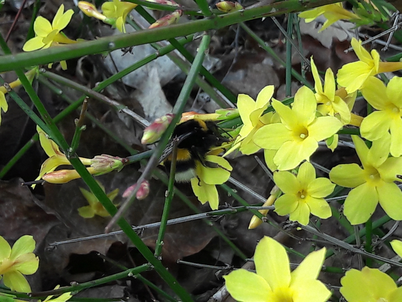 Bombus cryptarum