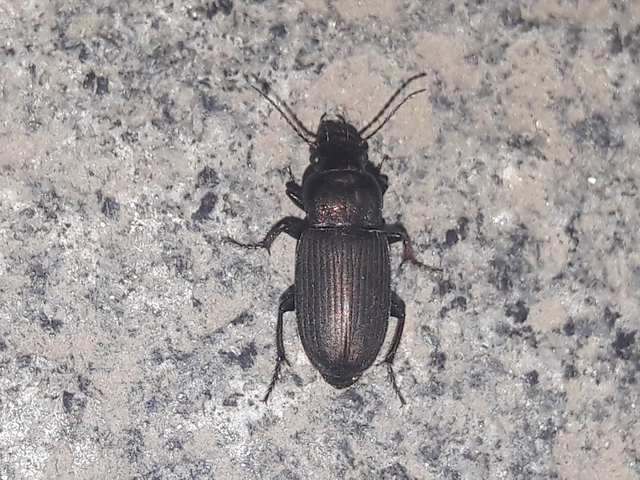 Harpalus distinguendus - mezei lomhafutó