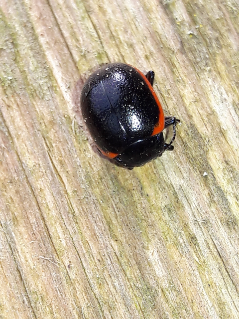 Chrysolina rossia - trapézhátú szegélyeslevelész