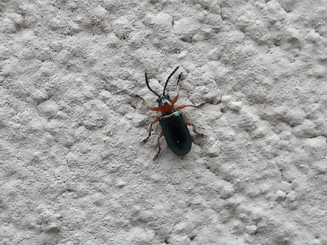 Oulema melanopus/duftschmidi