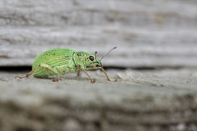 Polydrusus formosus - selymes lombormányos