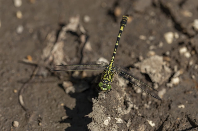Onychogomphus forcipatus - gyűrűs folyami-szitakötő Onychogomphus forcipatus - gyűrűs folyami-szitakötő